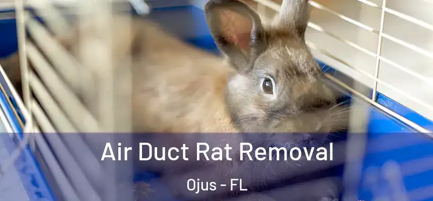 Air Duct Rat Removal Ojus - FL